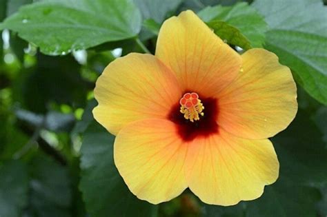 The Hibiscus Flower: Meaning, Symbolism, and Folklore - Petal Republic