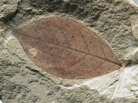 plant fossils Green River Formation