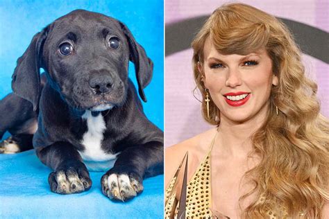 Taylor Swift Girl Dog Names - Image to u