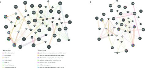 A: Gene-specific proportion of pathogenic SNPs across 20 ethnic groups,... | Download Scientific ...