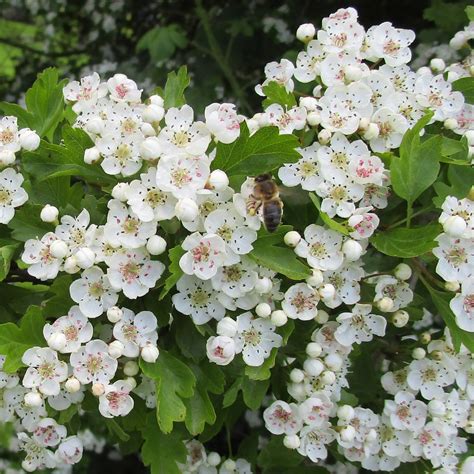 Crataegus mollis in Cathays Cemetery