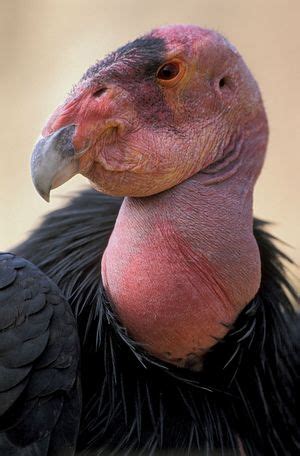 Condor | Characteristics & Facts | Britannica