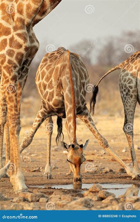 Giraffe drinking water stock photo. Image of outdoor - 88803248