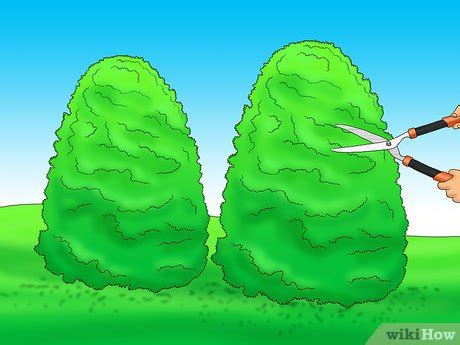 How to Prune Holly Shrubs: 12 Steps (with Pictures) - wikiHow