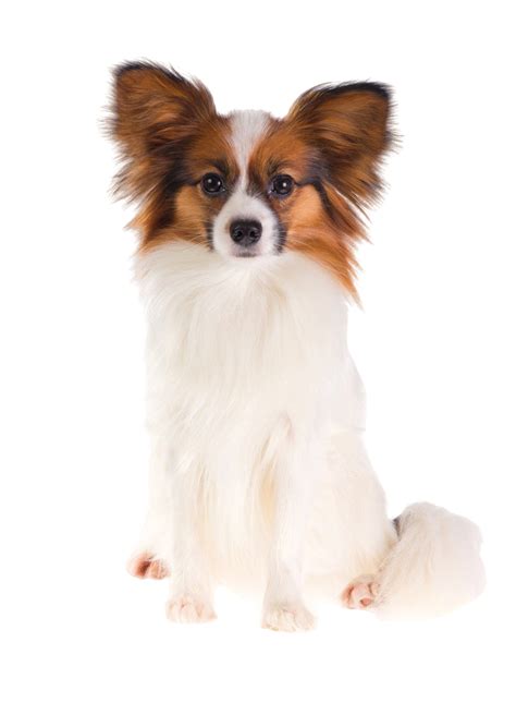 Papillon: Character & Ownership - Dog Breed Pictures - dogbible