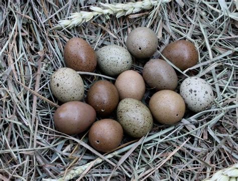 Button quail eggs | Quail eggs benefits, Chickens backyard, Button quail