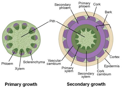 Left illustration shows a cross section of a woody stem undergoing primary growth. At the core ...