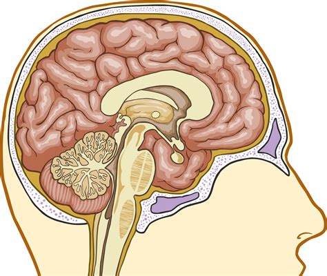 Basic Structure Of The Thalamus - Interactive Biology, with Leslie Samuel