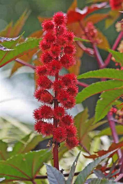 East Gwillimbury CameraGirl: Castor Plant/ Today's Flowers