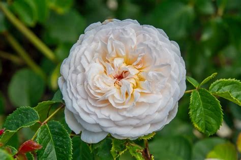 White English shrub rose stock image. Image of english - 123414389