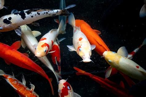 The Ultimate Koi Fish Care Guide - TheAquaticGuru