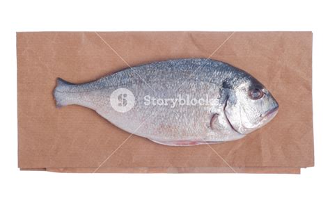 Dorado Fish Royalty-Free Stock Image - Storyblocks