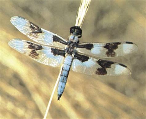 Dragonfly | Description, Anatomy, Habitat, Life Cycle, & Facts | Britannica