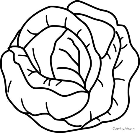 6 free printable Cabbage coloring pages in vector format, easy to print from any device and aut ...