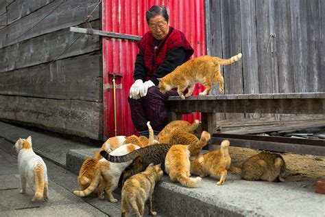 Japan's Zao Fox Village: Places on Earth where animals have taken over