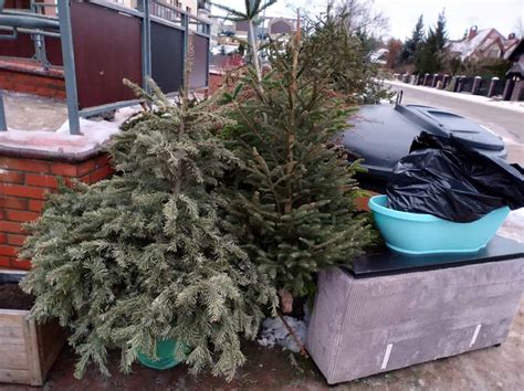 Choinki powoli “wyrastają” przy śmietnikach, ale szybko mają stamtąd ...