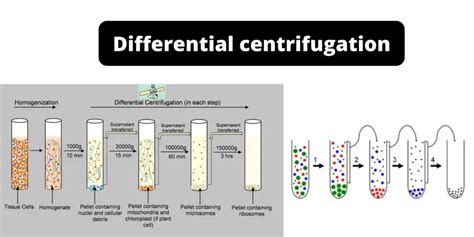 Differential Centrifugation - Principle, Protocol, Uses - Biology Notes ...