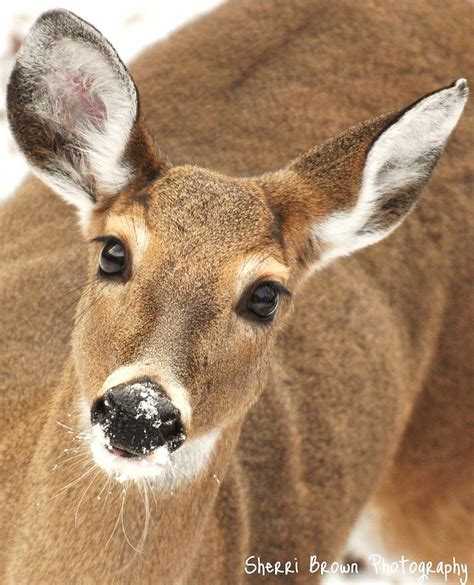 Doe in the Snow Photograph by Sherri Brown - Pixels