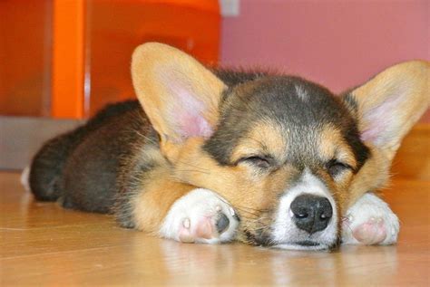 32 Cute sleeping puppies (32 pics) | Amazing Creatures