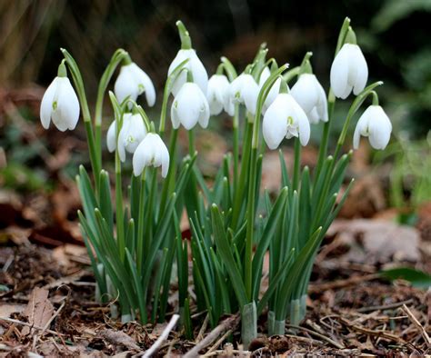 Snowdrop Bulb Extract 20:1 (Galanthus nivalis) – Natural Alchemy