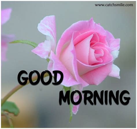 Good Morning With Pink Roses - Good Morning Wishes & Images