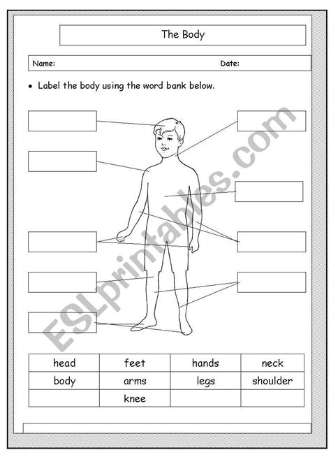 Label parts of the body - ESL worksheet by Fulmini