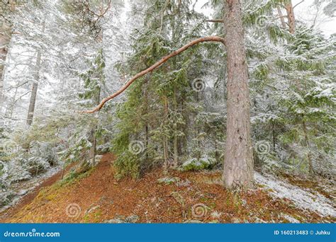 Beautiful Serene Winter Forest Landscape Stock Image - Image of path, wintry: 160213483