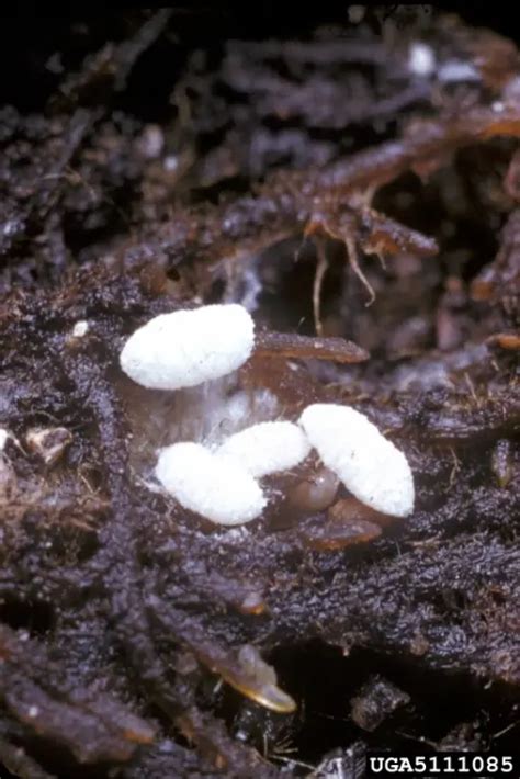 How to Identify and Control Root Mealybugs | A Natural Curiosity