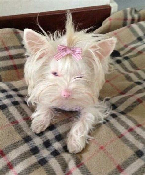 Albino animals, Rare albino animals, Yorkie