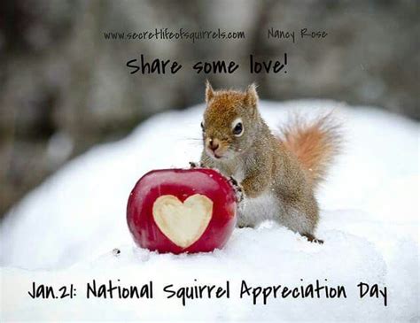 Jan 21....National Squirrel Appreciation Day | Squirrel appreciation ...