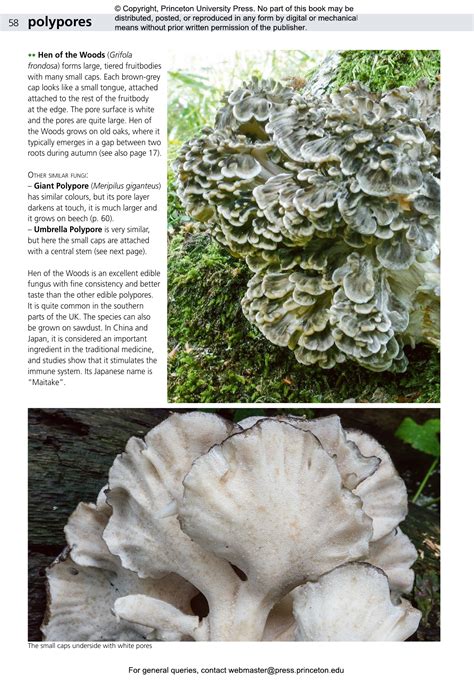 Edible Fungi of Britain and Northern Europe | Princeton University Press