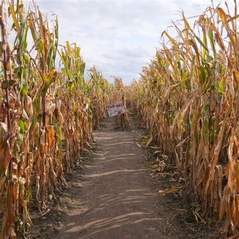 Corn Mazes Near Orange County | Enjoy OC