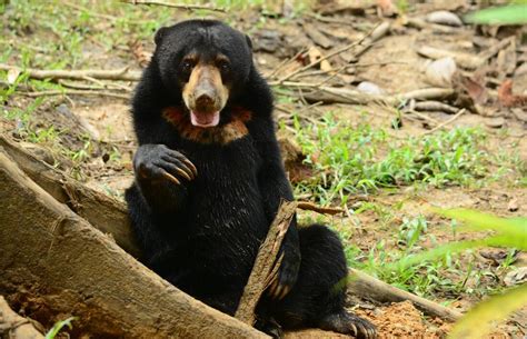 Sun Bear: World’s Smallest Bear Has Surprisingly Human Traits - Cool ...