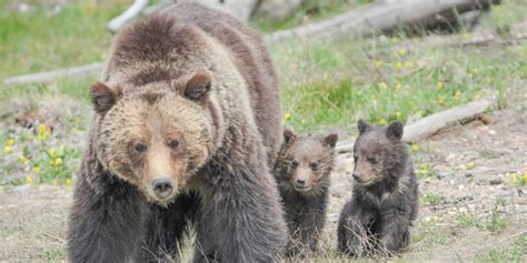 Wildlife of Yellowstone - Destination Yellowstone