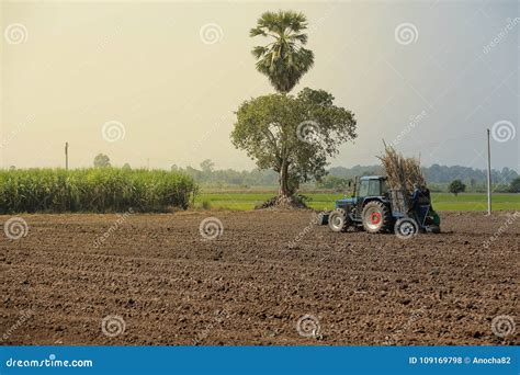 Agricultural Machinery, Sugar Cane. Stock Photo - Image of cargo, machine: 109169798