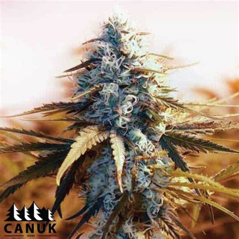 AK 48 Feminized Seeds - ELITE STRAIN