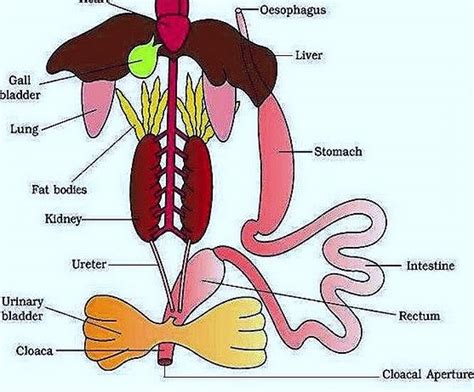 COMPARATIVE ANATOMY: FROG DIGESTIVE SYSTEM AND SHARK DIGESTIVE SYSTEM ...