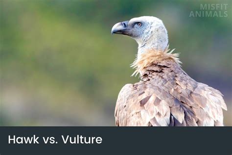 Hawk Vs. Vulture: How To Tell Them Apart (Main Differences)