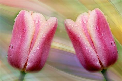 Free photo: Tulips, Flowers, Pink - Free Image on Pixabay - 759608