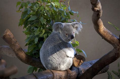 Koala at San Diego Zoo Photograph by Brad Emerick | Fine Art America