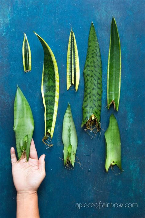 Propagate Sansevieria (Snake Plant): 3 Easy Ways! | Sansevieria plant ...