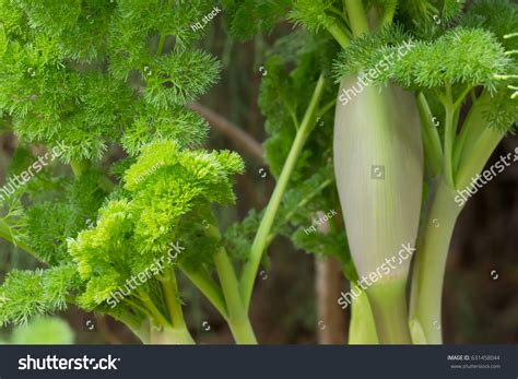 Close Growing Ferula Plant Ferula Communis Stock Photo 631458044 ...