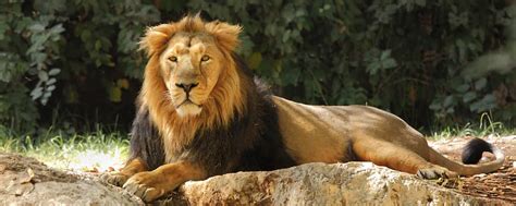 Omaha Zoo and Aquarium | Exhibits, Hours, Tickets | Sid Dillon