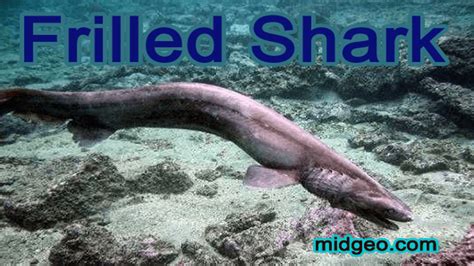 Strange Facts About Frilled Shark