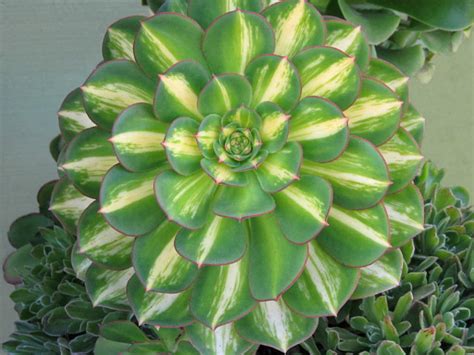 Aeonium 'Lemon-Lime' | World of Succulents