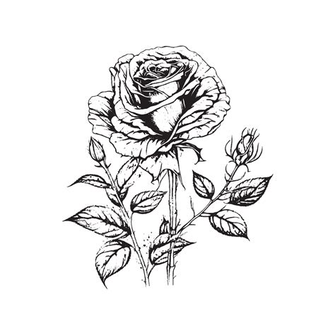 玫瑰花線條藝術設計, 花, 玫瑰花, 玫瑰向量圖案素材免費下載，PNG，EPS和AI素材下載 - Pngtree