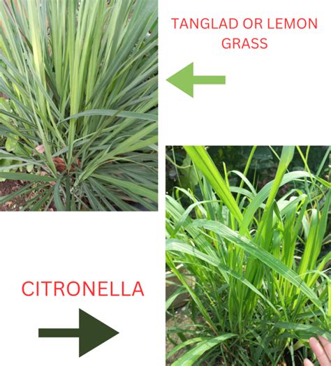 TANGLAD OR LEMON GRASS HERBAL MEDICINE OR CITRONELLA LIVE PLANTS LIVE PLANTS LIVE PLANTS | Lazada PH