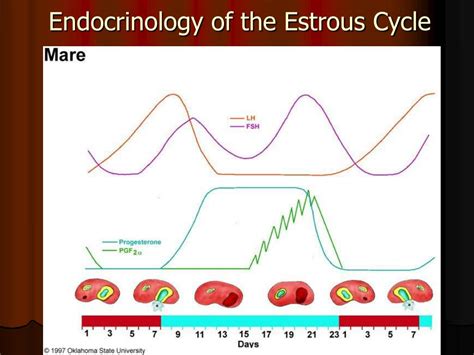 PPT - The Estrous Cycle of Mare its Manipulation & Artificial Control PowerPoint Presentation ...