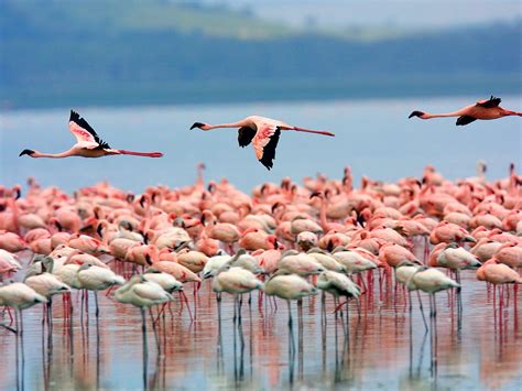 Lake Nakuru national park - kenya national park , kenya safaris