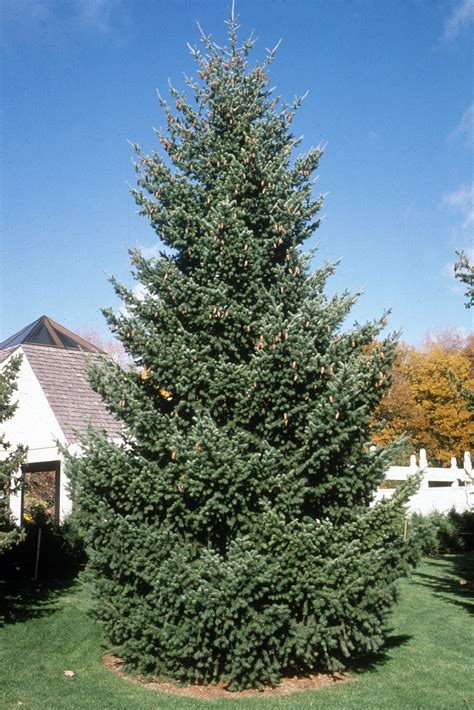 Fir, Douglas Rocky Mountain - TheTreeFarm.com